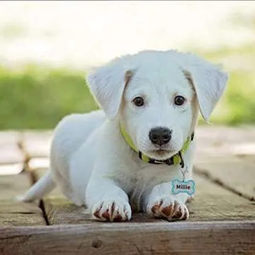 Personalized Engraving Pet ID Tags Small or Large Dog Tags Engraved Both Sides Bone Shape Cat Tag Customized Name Pink Black Purple Red Blue Gift for Pets