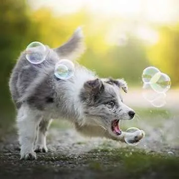 Bacon and Peanut Butter Scented Bubbles for Dogs - One 8oz Bottle of Each! 100% Non Toxic, Tear Free and Safe for Dogs and Kids