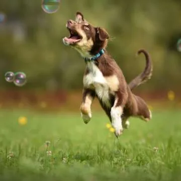 Bacon and Peanut Butter Scented Bubbles for Dogs - One 8oz Bottle of Each! 100% Non Toxic, Tear Free and Safe for Dogs and Kids