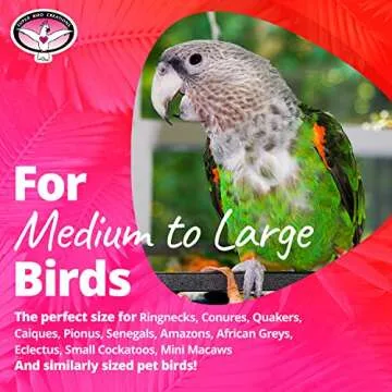 Super Bird Creations SB634 4 Way Forager Bird Toy with Clear Acrylic Cups, Medium to Large Bird Size, 12” x 7” x 7”