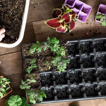 Bootstrap Farmer Extra Strength 32 Cell Seedling Starter Trays w/Inserts, 2 Pack, for Seed Germination, Plant Propagation, Growing Trays, Planting Starter