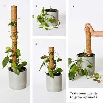 Stylish Moss Pole Plant Support For Indoor Plants