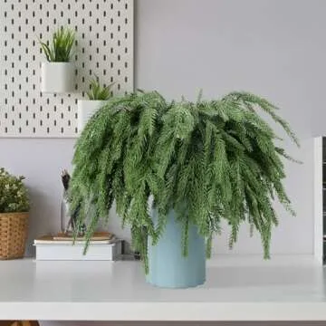 Norfolk Pine Branches 12 Pcs for Christmas Decor