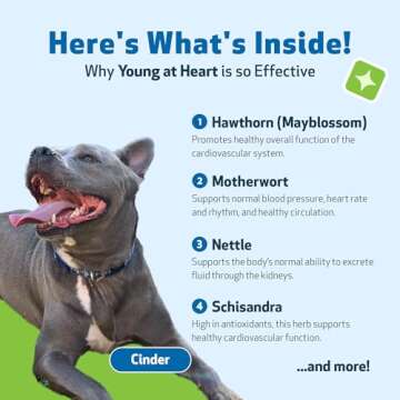 Pet Wellbeing Young at Heart for Dogs - Heart Health, Circulatory & Cardiovascular System, Hawthorn, Motherwort, Schisandra - Veterinarian-Formulated Herbal Supplement 2 fl oz (59 ml)