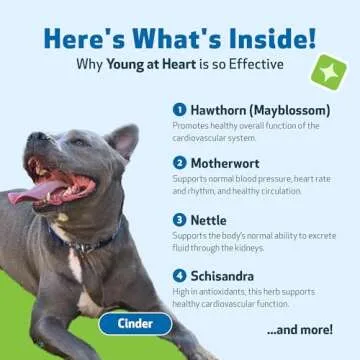 Pet Wellbeing Young at Heart for Dogs - Heart Health, Circulatory & Cardiovascular System, Hawthorn, Motherwort, Schisandra - Veterinarian-Formulated Herbal Supplement 2 fl oz (59 ml)