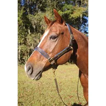 Tack Shack of Ocala Leather Halter with Customized Engraved Name Plate (Horse)