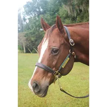 Tack Shack of Ocala Leather Halter with Customized Engraved Name Plate (Horse)