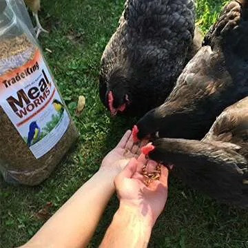 TradeKing Dried Mealworms - High Protein Treats for Pets