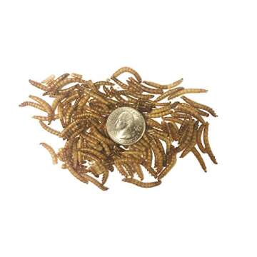 TradeKing Dried Mealworms - High Protein Treats for Pets
