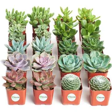 Assorted Collection of Live Mini Succulents for Sale