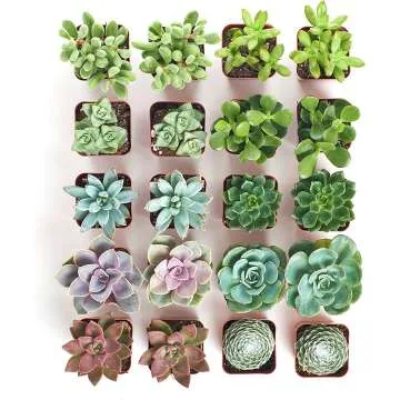 Assorted Collection of Live Mini Succulents for Sale