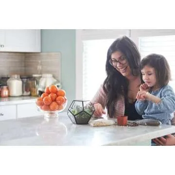 Assorted Collection of Live Mini Succulents for Sale