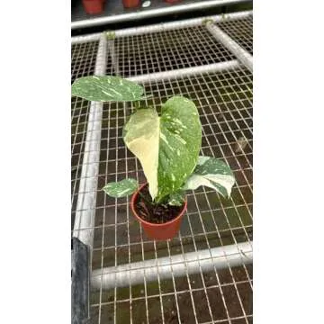 Monstera Thai Constellation| Live Plant in a 4 Inch Growers Pot | Live Indoor, Easy to Grow, Easy to...