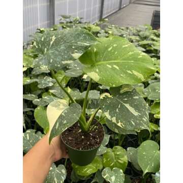 Monstera Thai Constellation| Live Plant in a 4 Inch Growers Pot | Live Indoor, Easy to Grow, Easy to Care, and Low Maintenance Houseplant (4" Pot)