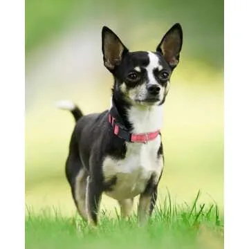 Joytale Reflective Dog Collar,Soft Neoprene Padded Breathable Nylon Pet Collar Adjustable for Puppy ...