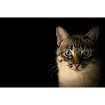 LUXCOL Portable Removable Tent | No Installation Needed