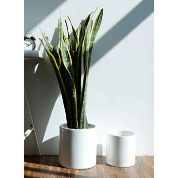 8 Inch Glazed Ceramic Indoor Planter Pot - Modern Large Cylinder Container with Watering Drainage Rubber Plug - Fits Succulents, Flowers or Bonsai Shiny White