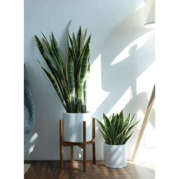 8 Inch Glazed Ceramic Indoor Planter Pot - Modern Large Cylinder Container with Watering Drainage Rubber Plug - Fits Succulents, Flowers or Bonsai Shiny White