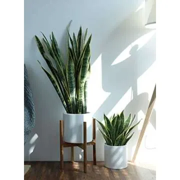 8 Inch Glazed Ceramic Indoor Planter Pot - Modern Large Cylinder Container with Watering Drainage Rubber Plug - Fits Succulents, Flowers or Bonsai Shiny White