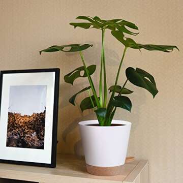 5 Pack Self Watering Plant Pots, 6 inch Plastic Plant Pots Set Bottom Watering Planters With Absorbent Rope & Saucer, Self Watering for Indoor Plants Minimalist Decor Outdoor Garden Flower. (White)