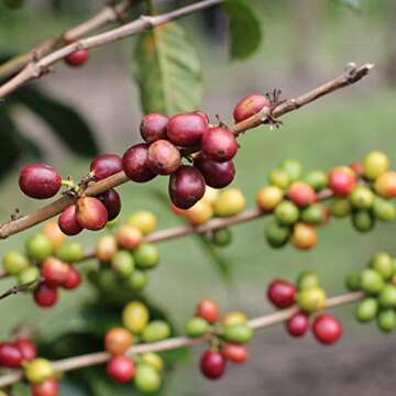 SongBird Coffee Bird-Friendly Nicaraguan Medium Roast 12oz