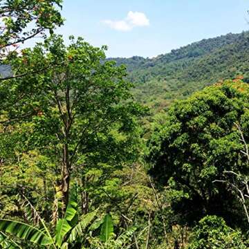 SongBird Coffee Bird-Friendly Nicaraguan Medium Roast 12oz