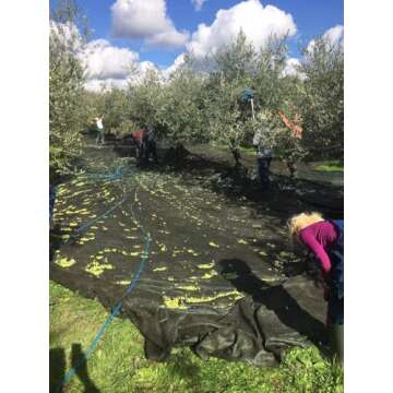 Croatian Extra Virgin Olive Oil | Chiavalon Ex Albis | High Polyphenol Olive Oil (500ml)