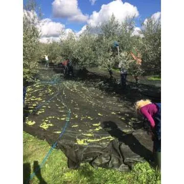 Croatian Extra Virgin Olive Oil | Chiavalon Ex Albis | High Polyphenol Olive Oil (500ml)