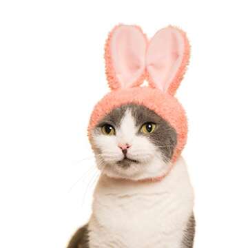 Kitan Club Cat Cap - Pet Hat Blind Box Includes 1 of 5 Cute Styles - Soft, Comfortable - Authentic J...