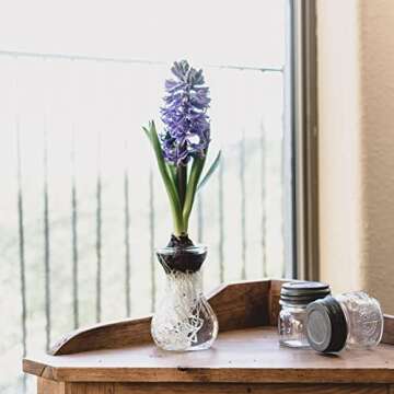 Small Glass Vases for Centerpieces - Hewory 12pcs Clear Mini Hyacinth Avocado Growing Bud Vase Bulk, Cute Tiny Flower Bulb Forcing Plant Containers Set for Wedding Home Living Room Table Decorations