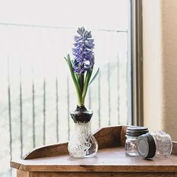 Small Glass Vases for Centerpieces - Hewory 12pcs Clear Mini Hyacinth Avocado Growing Bud Vase Bulk, Cute Tiny Flower Bulb Forcing Plant Containers Set for Wedding Home Living Room Table Decorations