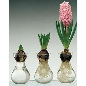 Small Glass Vases for Centerpieces - Hewory 12pcs Clear Mini Hyacinth Avocado Growing Bud Vase Bulk, Cute Tiny Flower Bulb Forcing Plant Containers Set for Wedding Home Living Room Table Decorations