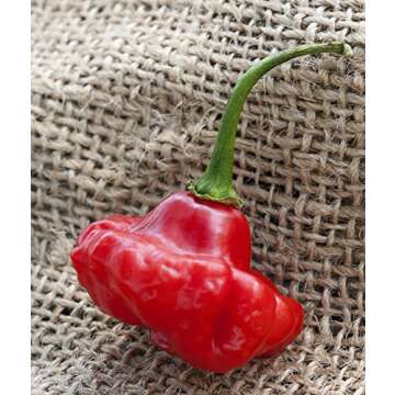 Aji Dulce 2 Venezuelan National Pepper Premium Seeds for Planting Packet + More