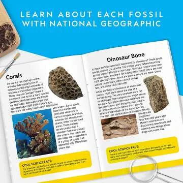 Mega Fossil Dig Kit - Excavate Dinosaur Bones & More