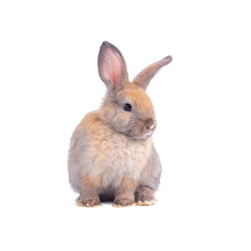 BeneBunny Rabbit Probiotic Natural Digestive Support Supplement