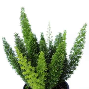 American Plant Exchange Foxtail Fern Live Plant, Exotic Pluming Foliage, 6-Inch Pot, Easy to Care Tr...