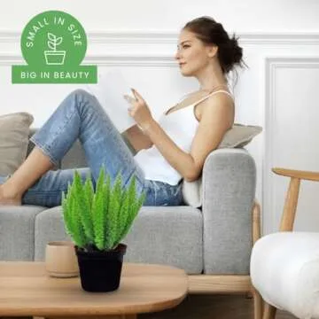 American Plant Exchange Foxtail Fern Live Plant, Exotic Pluming Foliage, 6-Inch Pot, Easy to Care Tropical Shrub for Outdoor Landscapes and Indoor Jungles