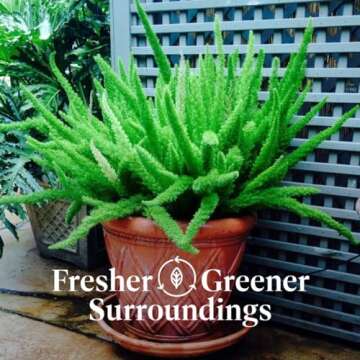 American Plant Exchange Foxtail Fern Live Plant, Exotic Pluming Foliage, 6-Inch Pot, Easy to Care Tropical Shrub for Outdoor Landscapes and Indoor Jungles