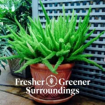 American Plant Exchange Foxtail Fern Live Plant, Exotic Pluming Foliage, 6-Inch Pot, Easy to Care Tropical Shrub for Outdoor Landscapes and Indoor Jungles