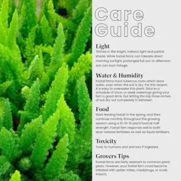 American Plant Exchange Foxtail Fern Live Plant, Exotic Pluming Foliage, 6-Inch Pot, Easy to Care Tropical Shrub for Outdoor Landscapes and Indoor Jungles