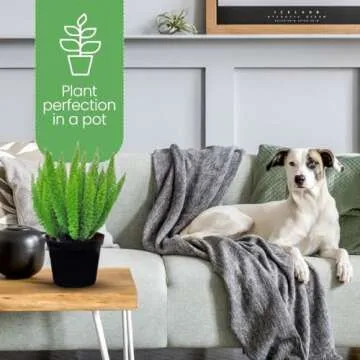 American Plant Exchange Foxtail Fern Live Plant, Exotic Pluming Foliage, 6-Inch Pot, Easy to Care Tropical Shrub for Outdoor Landscapes and Indoor Jungles