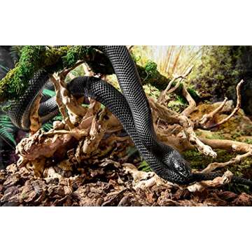 Galapagos (05319) Spider Wood, Natural, 12 - 24"