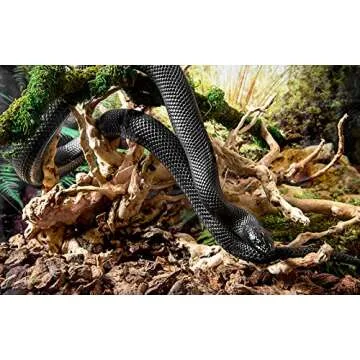 Galapagos (05319) Spider Wood, Natural, 12 - 24"