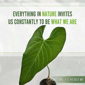 Anthurium Regale AFF by Leal Plants Ecuador - Live Tropical Houseplant for Air Purification | Elepha...