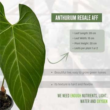 Anthurium Regale AFF by Leal Plants Ecuador - Live Tropical Houseplant for Air Purification | Elephant Ear Plant | Heart Leaf Plant | Rare Anthurium x Luxurians | California Tropicals