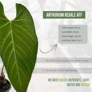 Anthurium Regale AFF by Leal Plants Ecuador - Live Tropical Houseplant for Air Purification | Elephant Ear Plant | Heart Leaf Plant | Rare Anthurium x Luxurians | California Tropicals