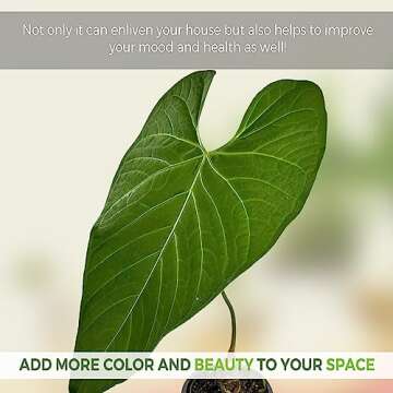 Anthurium Regale AFF by Leal Plants Ecuador - Live Tropical Houseplant for Air Purification | Elephant Ear Plant | Heart Leaf Plant | Rare Anthurium x Luxurians | California Tropicals