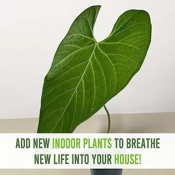 Anthurium Regale AFF by Leal Plants Ecuador - Live Tropical Houseplant for Air Purification | Elephant Ear Plant | Heart Leaf Plant | Rare Anthurium x Luxurians | California Tropicals