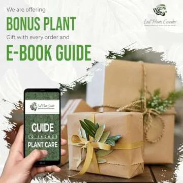 Anthurium Regale AFF by Leal Plants Ecuador - Live Tropical Houseplant for Air Purification | Elephant Ear Plant | Heart Leaf Plant | Rare Anthurium x Luxurians | California Tropicals