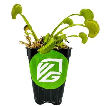 Dente Venus Fly Trap Live Plant - Dionaea muscipula 'Dente' - Carnivorous Plant - Unique Indoor Star...